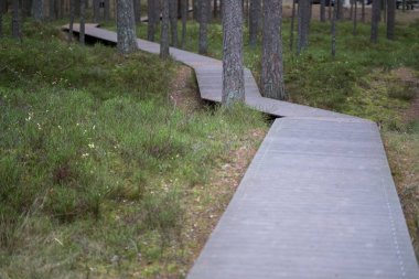 eski ahşap tahta boardwalk iz sonbahar renkli doğada su yakın bataklık alanda