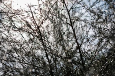 yağmur damlaları çalılar ıslak dallarında soyut yansımalar. arka plan doku güneş yansımaları ve yeşil ile bulanıklık