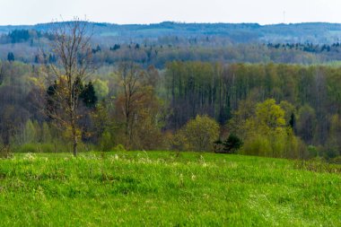 düz basit kırsal bahar, yatay, taze yeşil çayır ve orman. üzerinde mavi gökyüzü