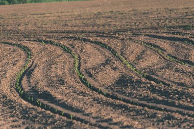 taze ekili tarım alanları için büyüyen gıda - vintage bir retro görünüm hazır