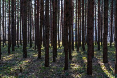 erken ilkbaharda ağaçlar ıslak boş ormanda bırakır. çıplak doğa sahne