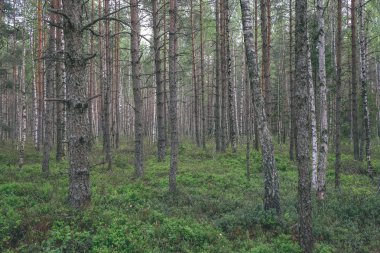 Alan Manzaralı yalnız çam ağaçları ve yeşil yaz yeşillik çevresi - vintage bir retro görünüm çim alanları ile bataklık
