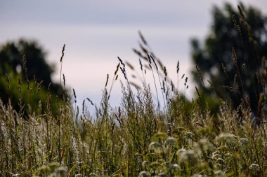 Yaz bitkiler ve bents tarihinde akşam güneşin altında arka plan bulanıklık. Yeşillik dokulu deseni