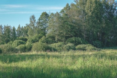 sert gölgeler ve orman parlak gün ışığında yaz yeşil yeşillik