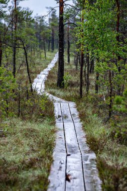 Ahşap tahta patika boardwalk bataklık alan rekreasyon turistler için. Çam ağaçları çıkmaza sokmak ve ilk kış öğleden sonra hafif kar