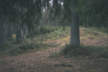 temiz çam ağacı orman çamur ve yeşil yaprakları ile toprak yol. koyu renkler