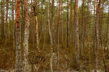yeşil çimenlerin üzerinde kuru uzak ağaçlar ve ilk kar manzaralı bataklık. donuk akşam yıldırım. Karanlık gölgeler.