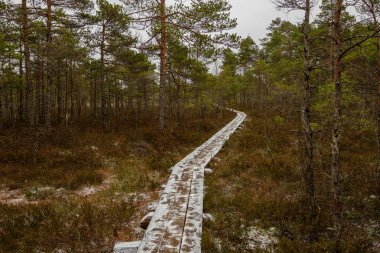 Ahşap tahta patika boardwalk bataklık alan rekreasyon turistler için. Çam ağaçları çıkmaza sokmak ve ilk kış öğleden sonra hafif kar