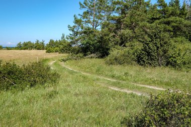 yaz günü ile farklı çiçeklerle güneşli çayır açık hava