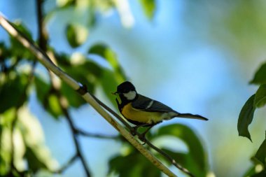 küçük tomtit kuş yaz gagasında solucan ile