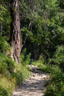 herdem yeşil orman Ladin ve çam ağacı dalları altında. Mayo ve boş yere ile düşük ışık ayrıntıları