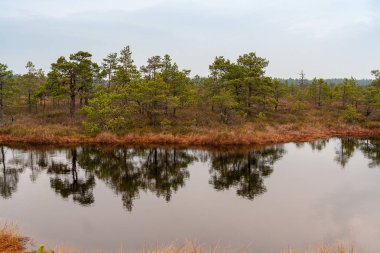 doğal vücut su. gölet yansımaları, ağaç ve bulutlarda sakin su yüzeyi ile