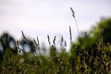 Yaz bitkiler ve bents tarihinde akşam güneşin altında arka plan bulanıklık. Yeşillik dokulu deseni