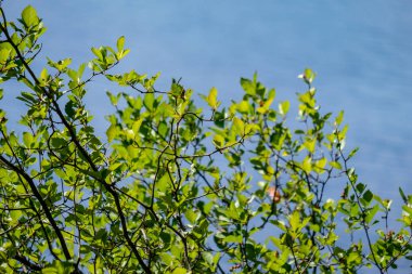 görüntü arka plan ve mavi gökyüzü karşı ışık sabah taze yeşil yeşillik ağaç yaprak
