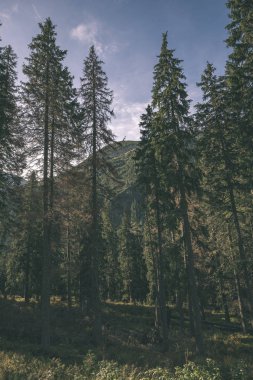 erken sonbahar renkleri - vintage bir retro görünüm içinde ağaçlar ve ormanlar ile kaplı bulutlu ve sisli Slovakça Western Karpat Tatra dağ manzarası