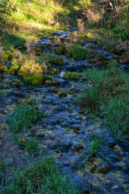 doğal vücut su. gölet yansımaları, ağaç ve bulutlarda sakin su yüzeyi ile