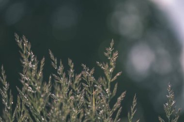 Yaz bitkiler ve bents tarihinde akşam güneşin altında arka plan bulanıklık. Yeşillik - retro vintage dokulu deseni bak