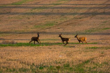 gün batımında ekili alanında çalışan geyik