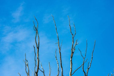 mavi arka plan üzerinde hiçbir yapraklarla geç sonbaharda çıplak ağaç dalları