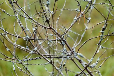 görüntü arka plan üzerinde hiçbir yapraklarla geç sonbaharda çıplak ağaç dalları