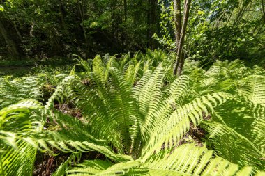 sert gölgeler ve orman parlak gün ışığında yaz yeşil yeşillik