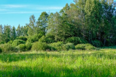 sert gölgeler ve orman parlak gün ışığında yaz yeşil yeşillik