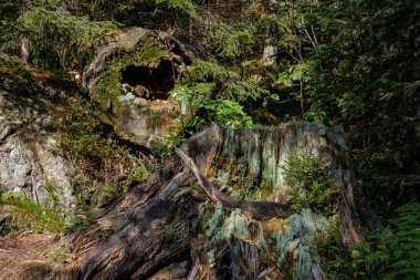 Orman ağaç gövdeleri ve yaz kayalarda detaylarla