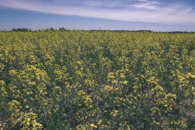Kolza tohumu kara - vintage bir retro görünüm tarım kırsal kesimde parlak sarı alanlar