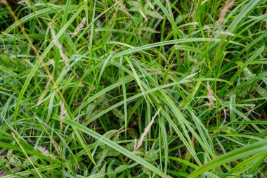 arka planlar ve dokuları tarafsız doku için hafif yaz aylarında derin yeşil yeşillik