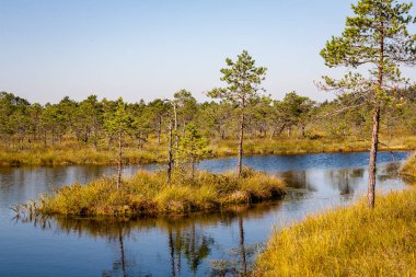doğal vücut su. gölet yansımaları, ağaç ve bulutlarda sakin su yüzeyi ile