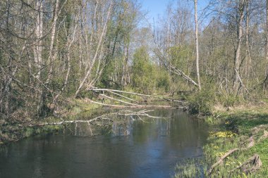 göl kıyısı ile yeşil yaz ayrı ağaçlarda arazi üzerinde. aracılığıyla görülen su ve yeşil yeşillik ön planda - retro vintage bakmak