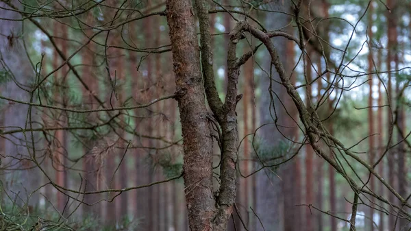 Nakna Trädgrenar Senhösten Med Inga Löv Skogen — Stockfoto