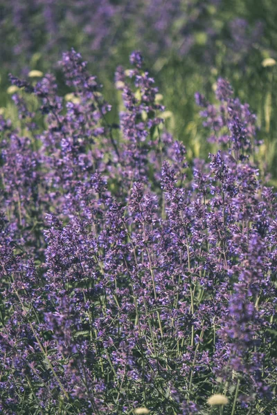 Lilac Lavandish Plants Summer Close Details Vintage Retro Look — Stock Photo, Image