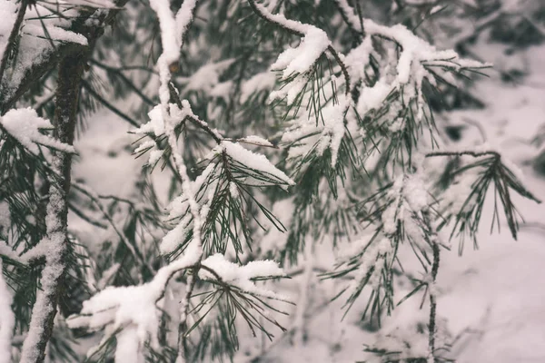 日没前に夜遅くに雪の高いレベルでの冬の野生の森 — ストック写真