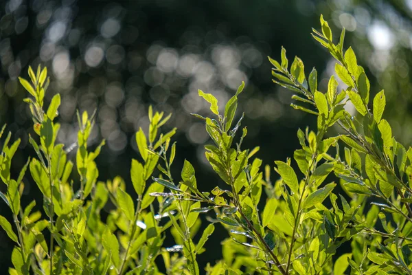 夏の植物とに Bents 夕日の背景をぼかし 葉のテクスチャ パターン — ストック写真