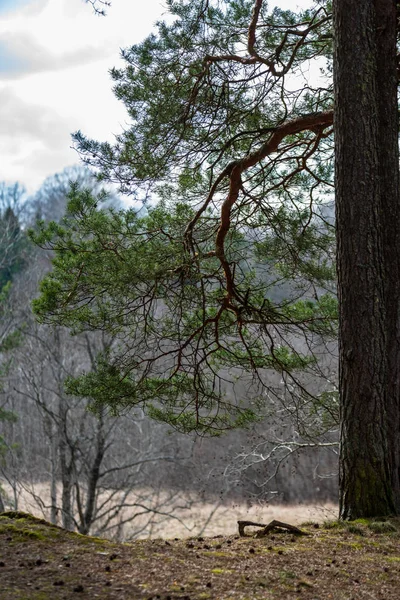 Pine Trädstammar Och Grenar Med Gröna Nålar Träsket Område Ljusa — Stockfoto