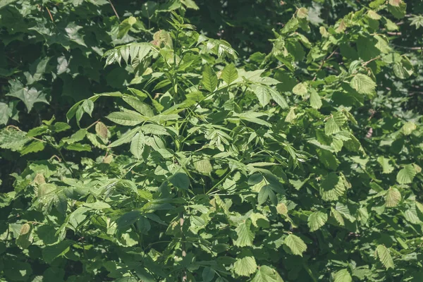 Grünes Laub Sommer Mit Harten Schatten Und Hellem Sonnenlicht Wald — Stockfoto