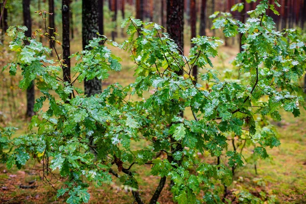 wet empty forest in early spring trees without leaves. naked nature scene