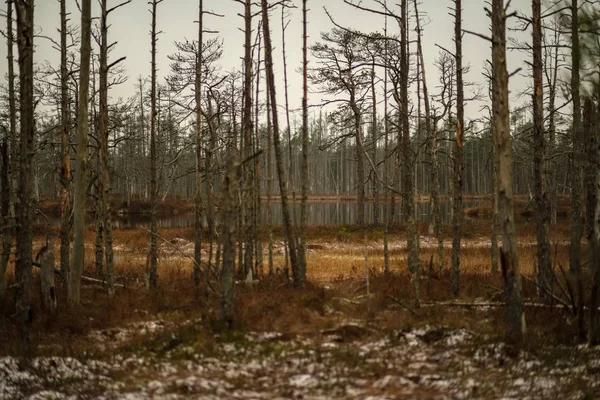 Vue Sur Paysage Marécageux Avec Des Arbres Secs Éloignés Première — Photo