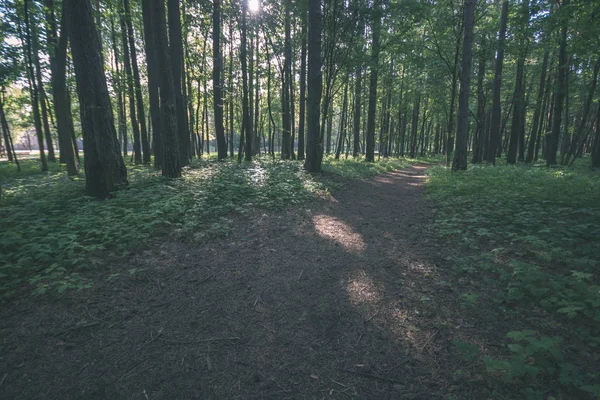 Eenvoudige Platteland Bos Weg Perspectief Met Loof Bomen Rond Vintage — Stockfoto