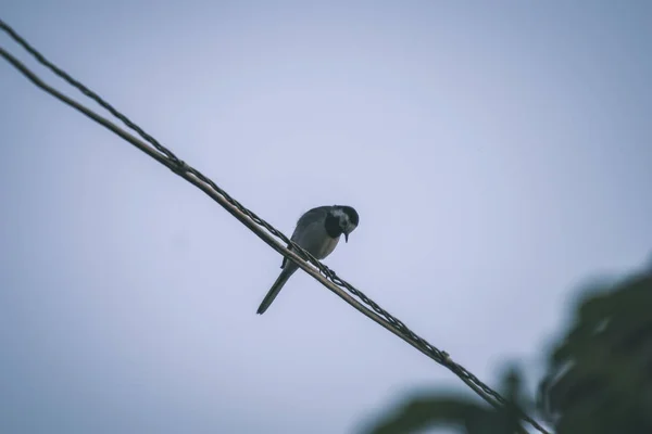 Piccolo Uccello Tomtit Con Verme Nel Becco Sul Filo Campagna — Foto Stock