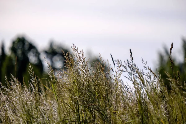 Plantes Été Courbes Sur Fond Flou Soleil Soir Modèle Texturé — Photo