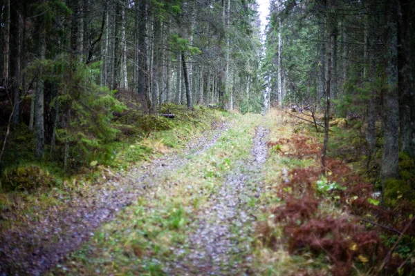 Hösten Skogen Efter Regn Med Våta Bladverk Och Kort Skärpedjup — Stockfoto