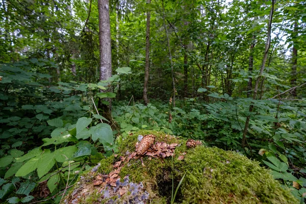 Detalhes Floresta Com Troncos Árvores Folhagem Verde Verão — Fotografia de Stock