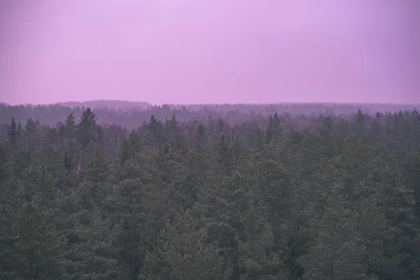 Vista Panorámica Del Bosque Pinos Brumosos Otoño Niebla Separa Bosque — Foto de Stock
