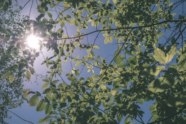 Πράσινο Φύλλωμα Καλοκαίρι Σκληρές Σκιές Και Φως Του Ήλιου Στο — Φωτογραφία Αρχείου