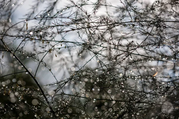 茂みのウェットの枝の雨滴からの抽象的な反射 太陽の反射と緑のキャストの背景テクスチャをぼかし — ストック写真