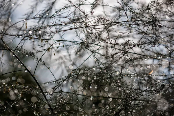 Abstracte Reflecties Van Regendruppels Natte Takken Van Struiken Vervagen Achtergrond — Stockfoto