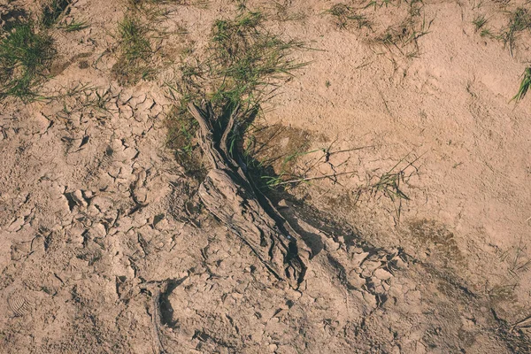 Textura Tierra Seca Con Algunas Plantas Verdes Cerca Del Cuerpo — Foto de Stock