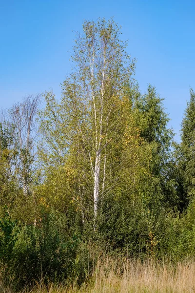 Красивые Березовые Стволы Ветви Листья Естественной Среде Смешанный Сезон Летние — стоковое фото